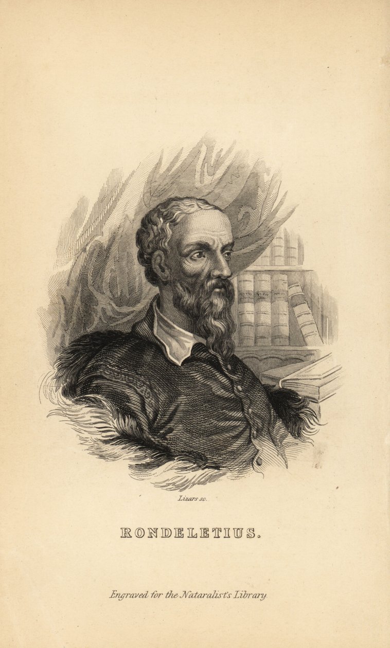 Rondeletius, Guillaume Rondelet, professeur de médecine à l