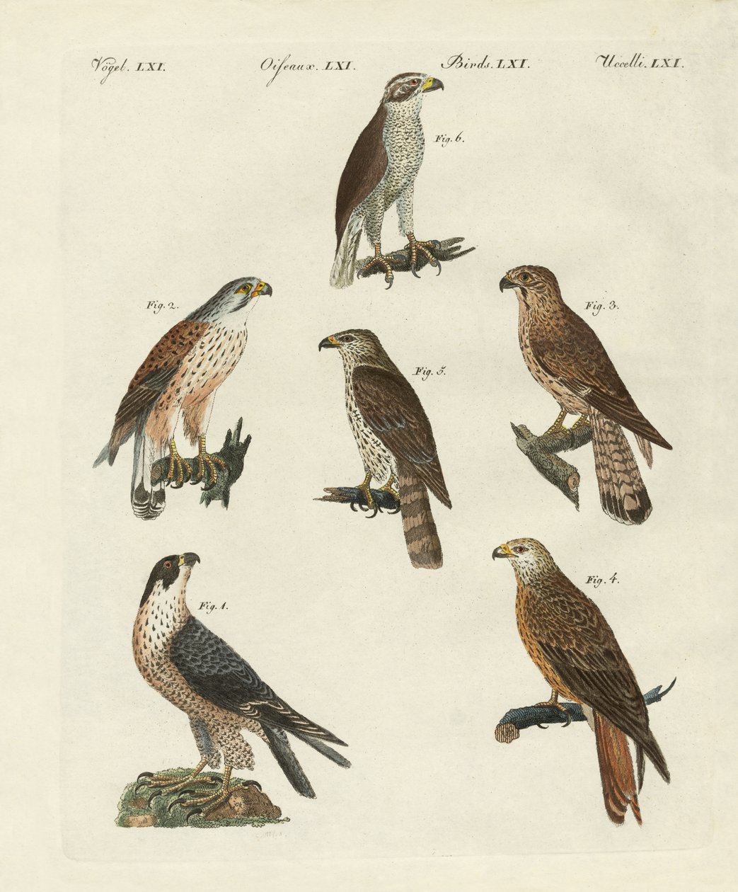 Oiseaux de proie allemands - German School