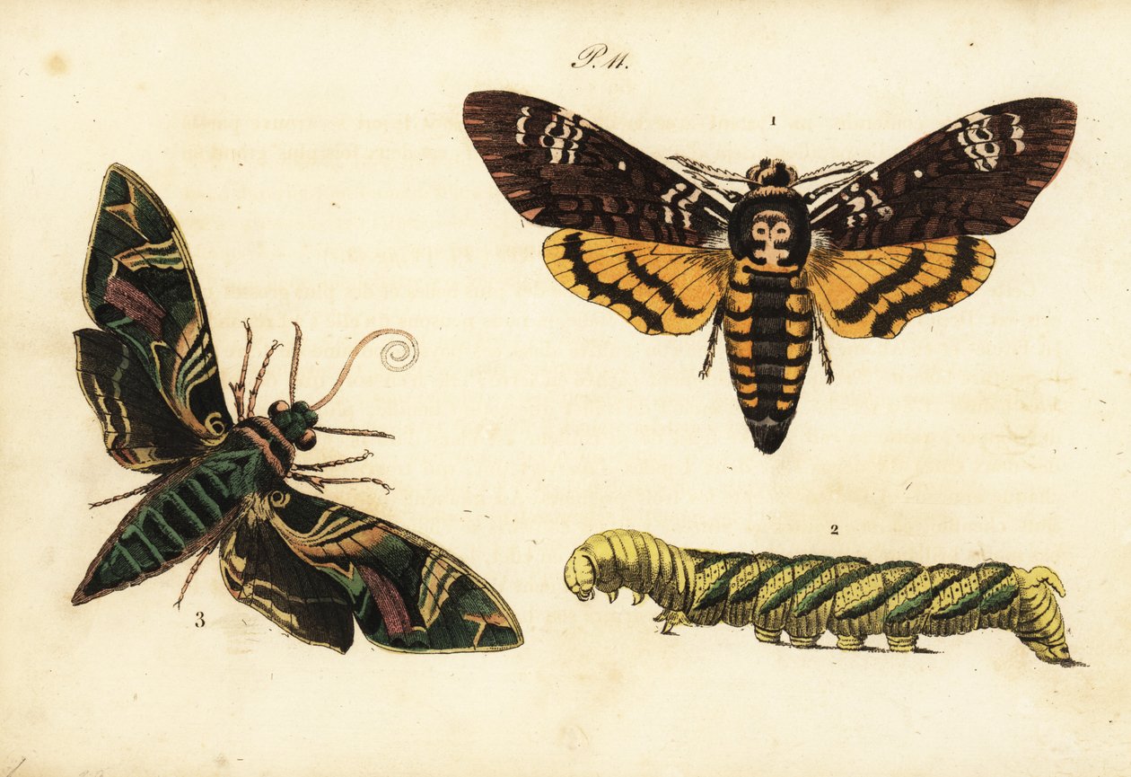 Sphinx tête de mort africain et larve, Acherontia atropos 1,2, et sphinx du laurier-rose, Daphnis nerii 3 - Unknown
