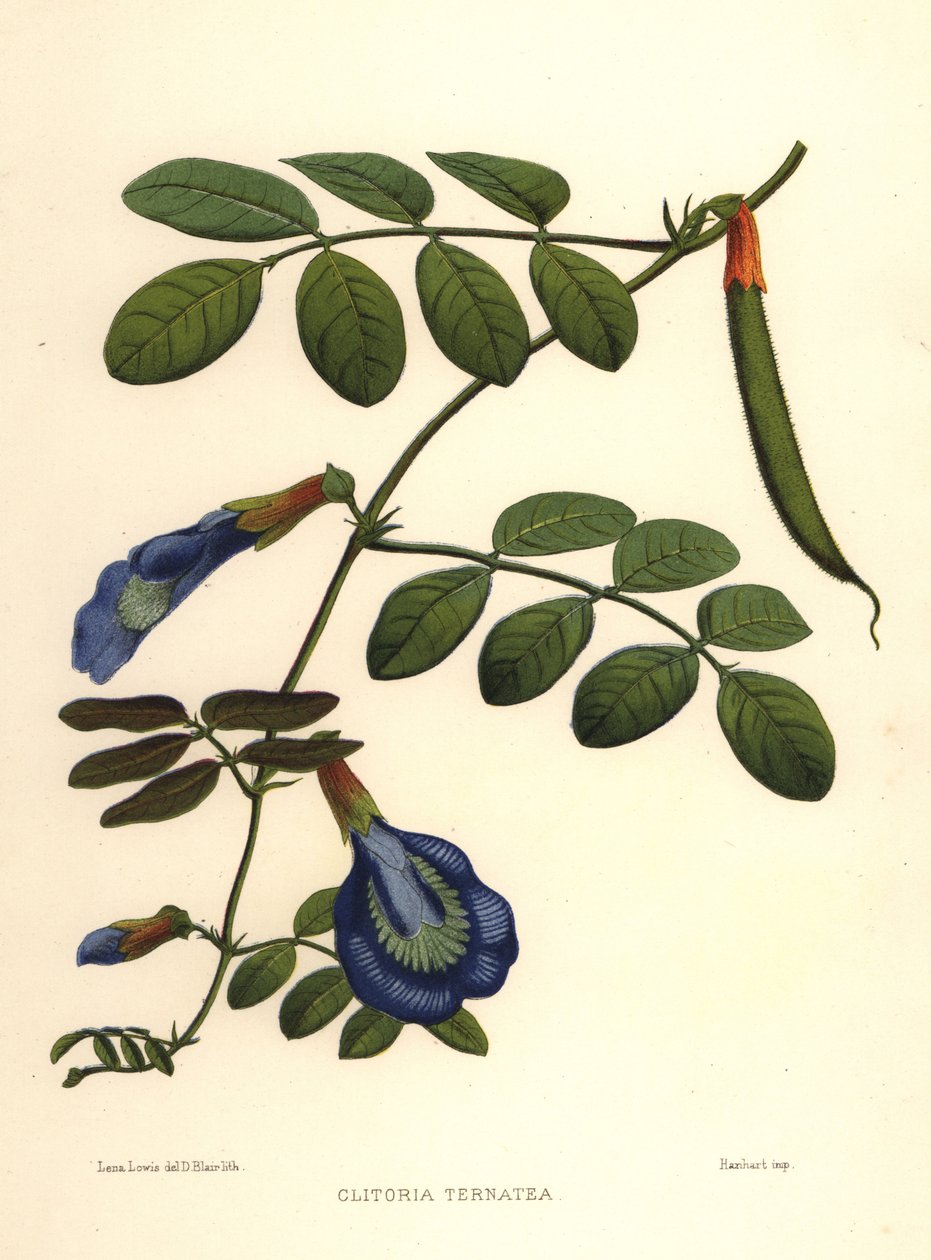 Clitoria ternatea - Unknown