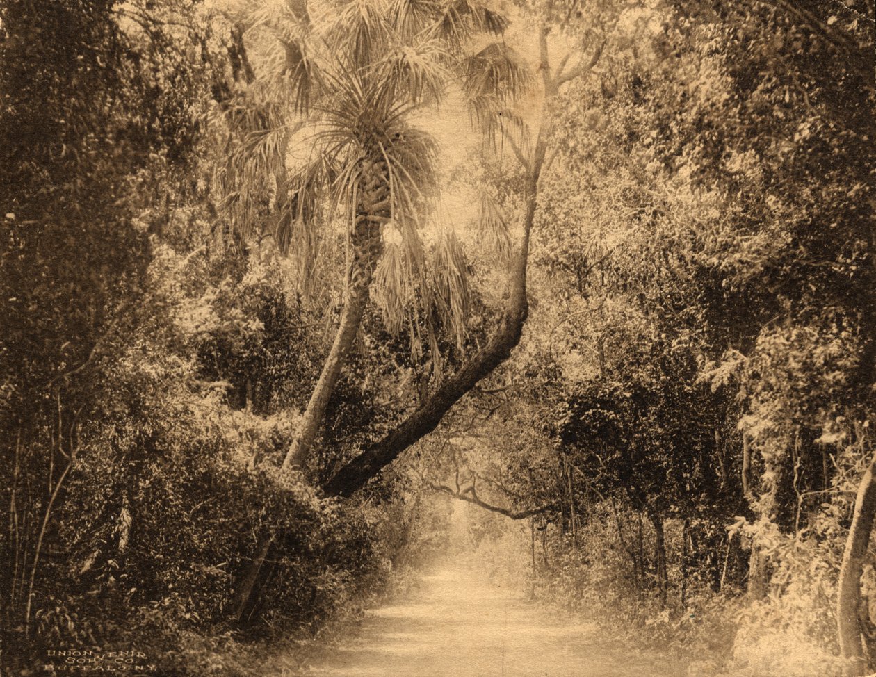 Brickell Hammock, Floride, vers 1910 - Unknown