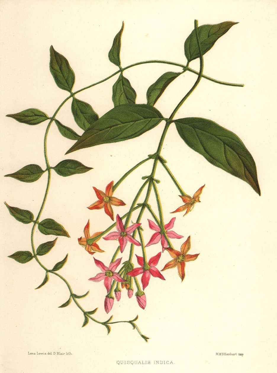 Combretum indicum (Quisqualis indica) - Unknown