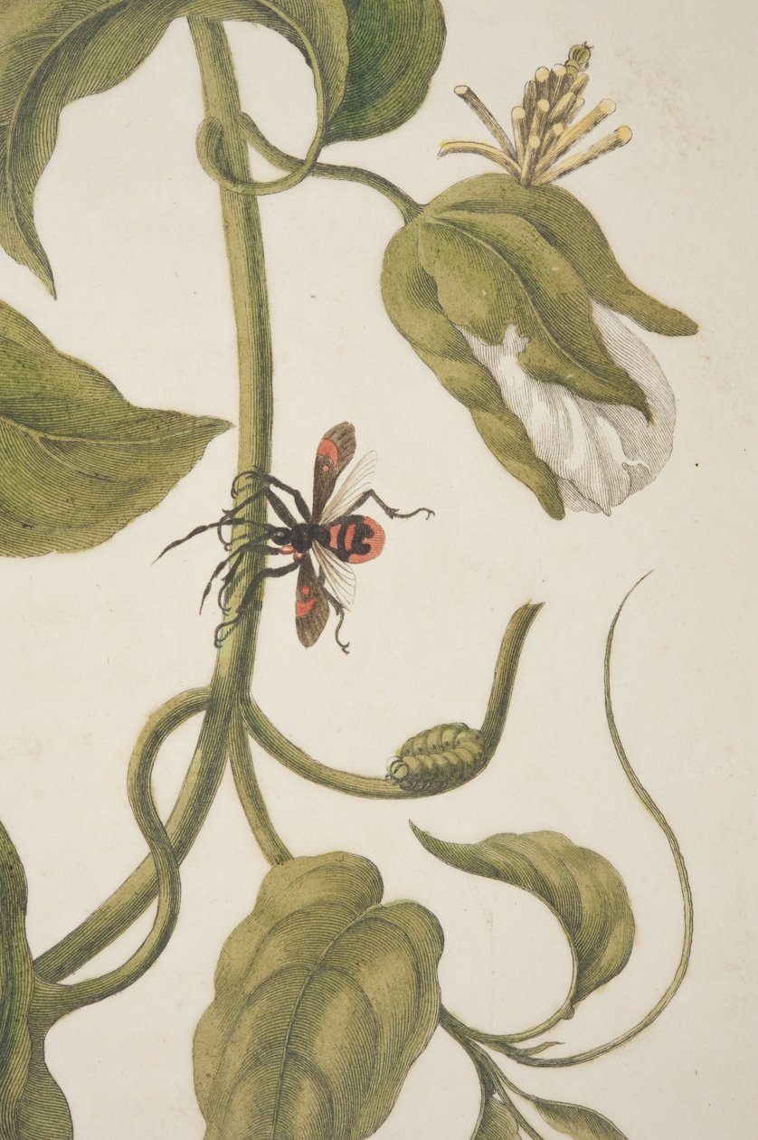 Détail de la planche XXI de Metamorphosis Insectorum Surinamensium par Maria Sibylla Merian, 1705 - Unknown