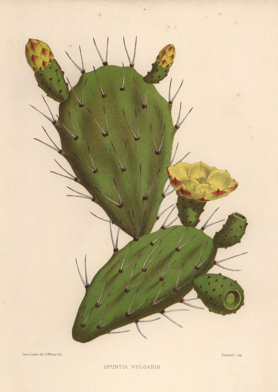 Figuier de Barbarie oriental, Opuntia ficus-indica (Opuntia vulgaris) - Unknown