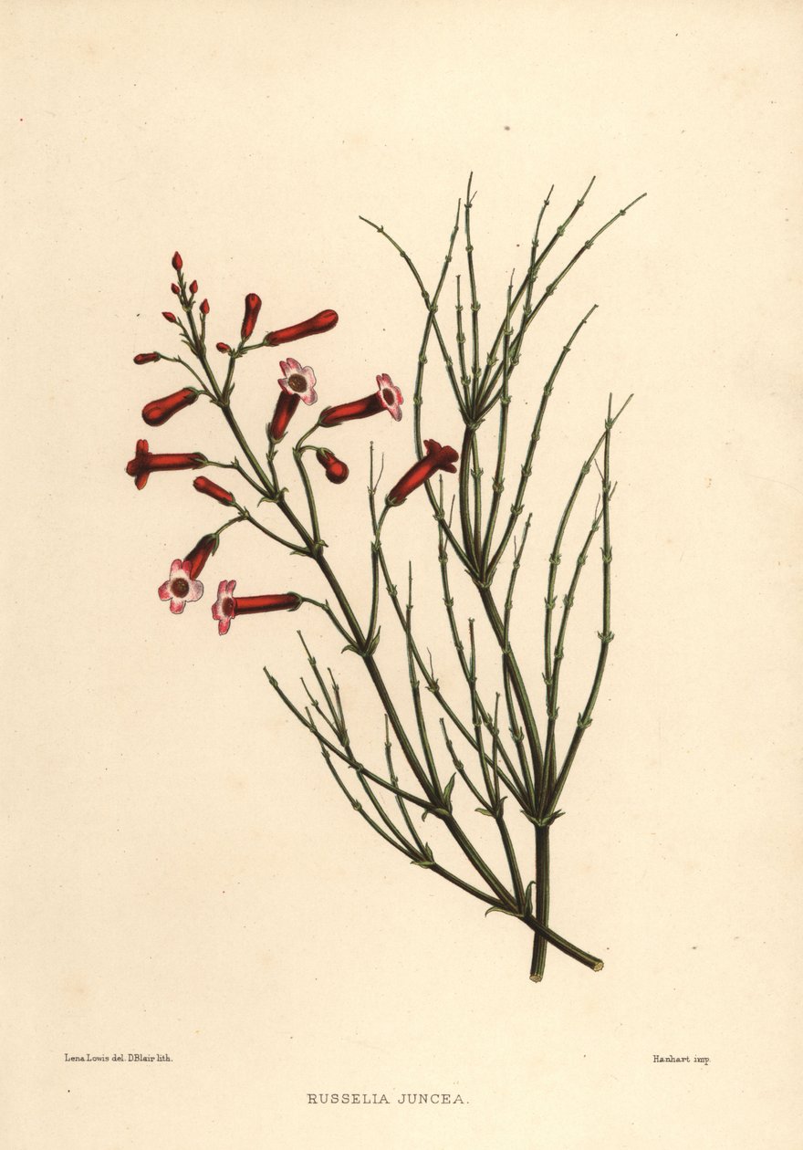 Russelia equisetiformis (Russelia juncea) - Unknown