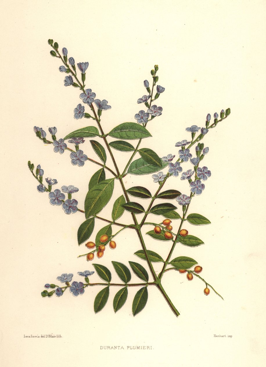 Duranta erecta (Duranta plumieri) - Unknown