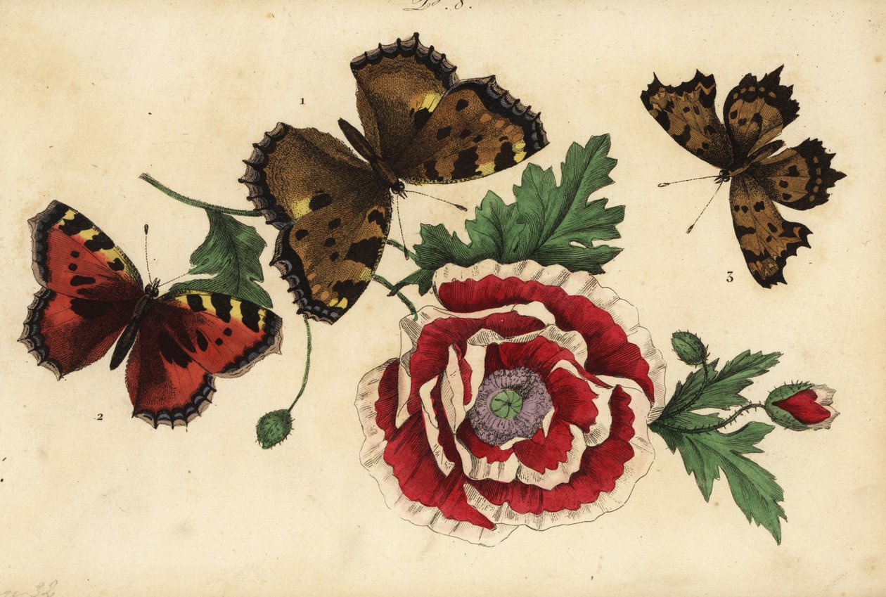 Grande tortue, Nymphalis polychloros 1, petite tortue, Aglais urticae 2, et Robert-le-Diable, Polygonia c-album 3, avec coquelicot - Unknown
