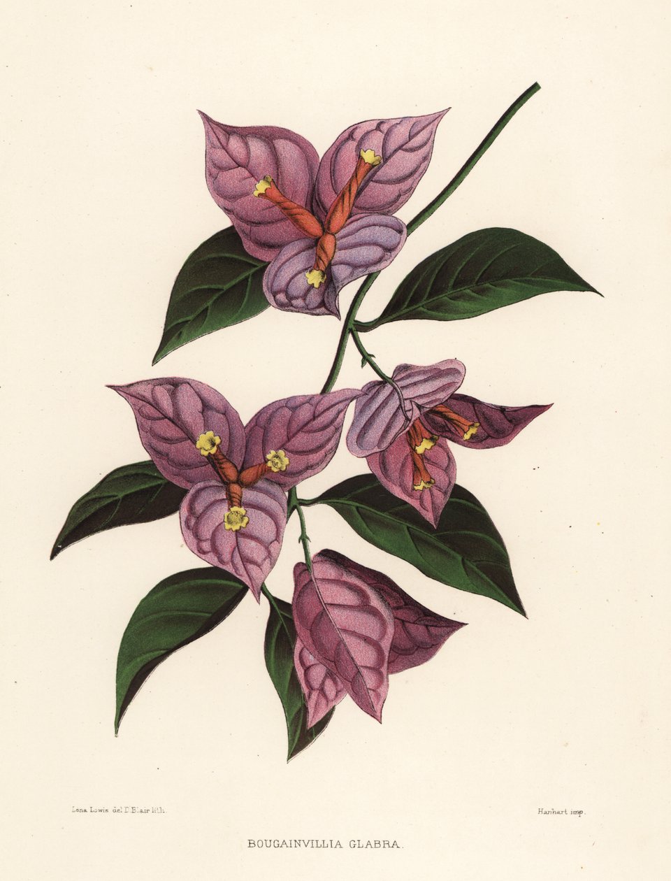 Bougainvillée glabre, Bougainvillea glabra - Unknown