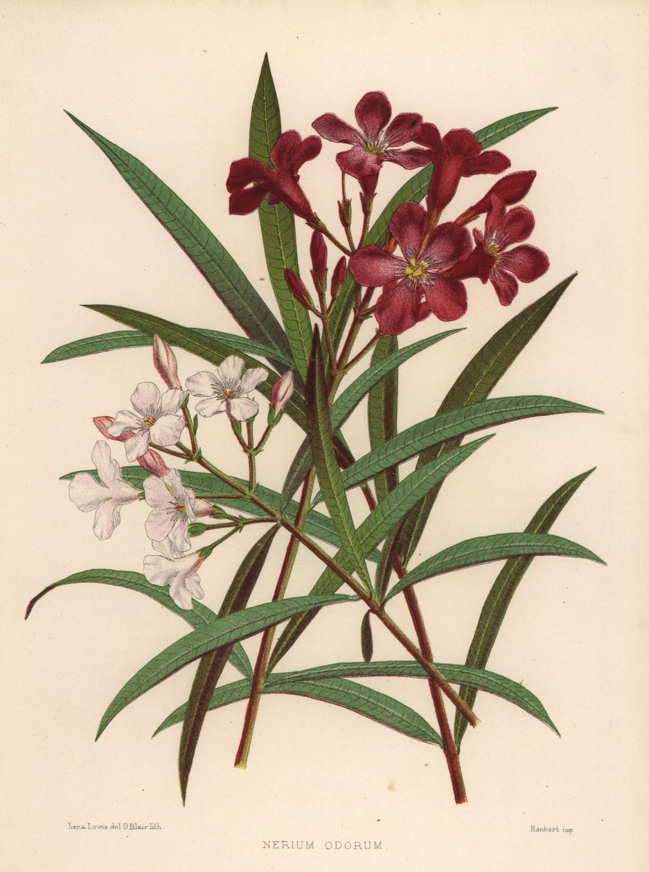 Laurier-rose, Nerium oleander - Unknown
