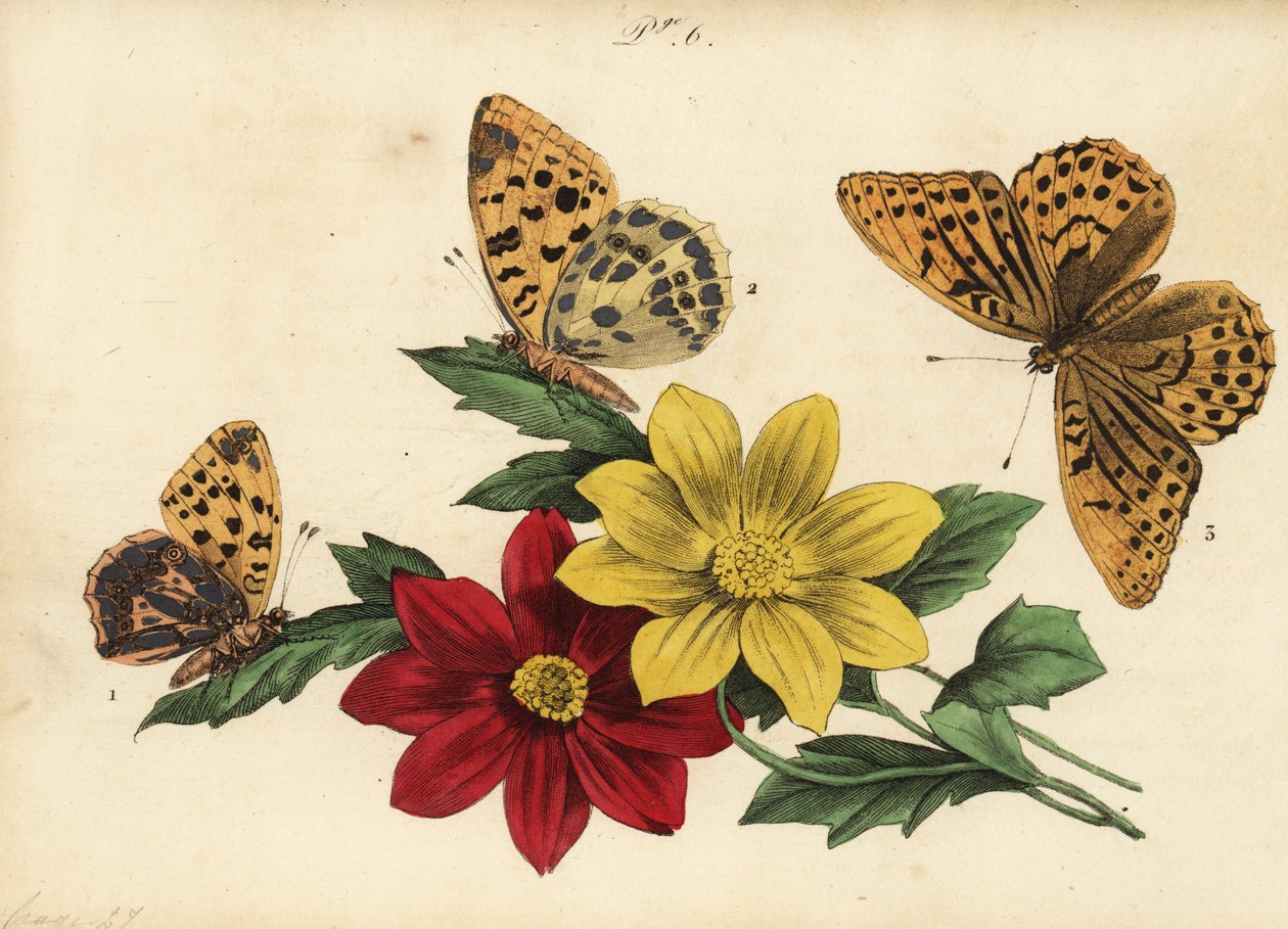 Nacré de la ronce, Issoria lathonia 1, grand nacré, Argynnis aglaja 2 et nacré de la ronce, Argynnis paphia 3 - Unknown