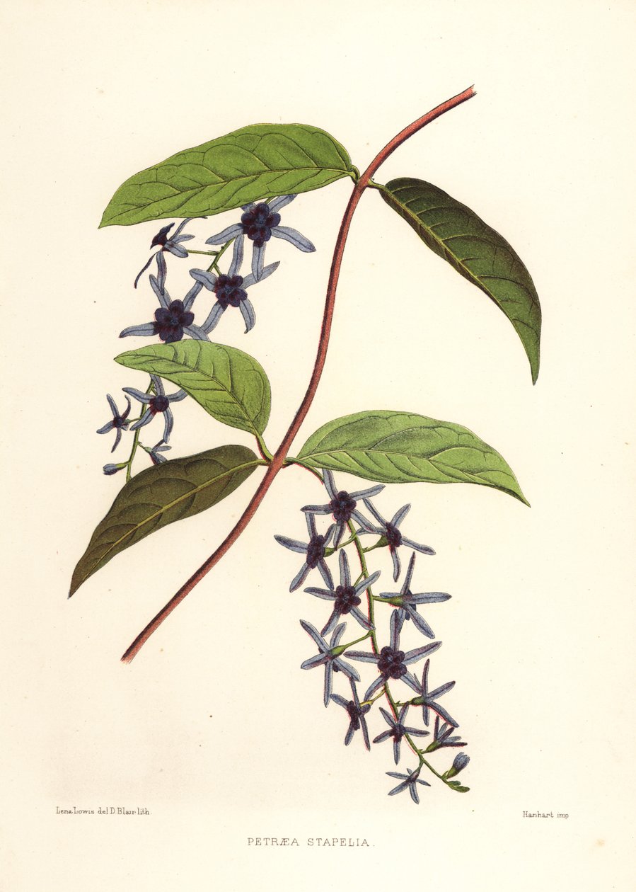 Petrea volubilis (Petraea stapelia) - Unknown