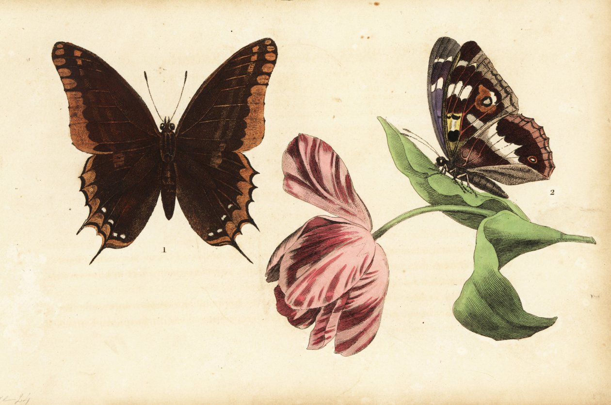 Pacha à deux queues, Charaxes jasius 1 et grand mars changeant, Apatura iris 2, et tulipe - Unknown