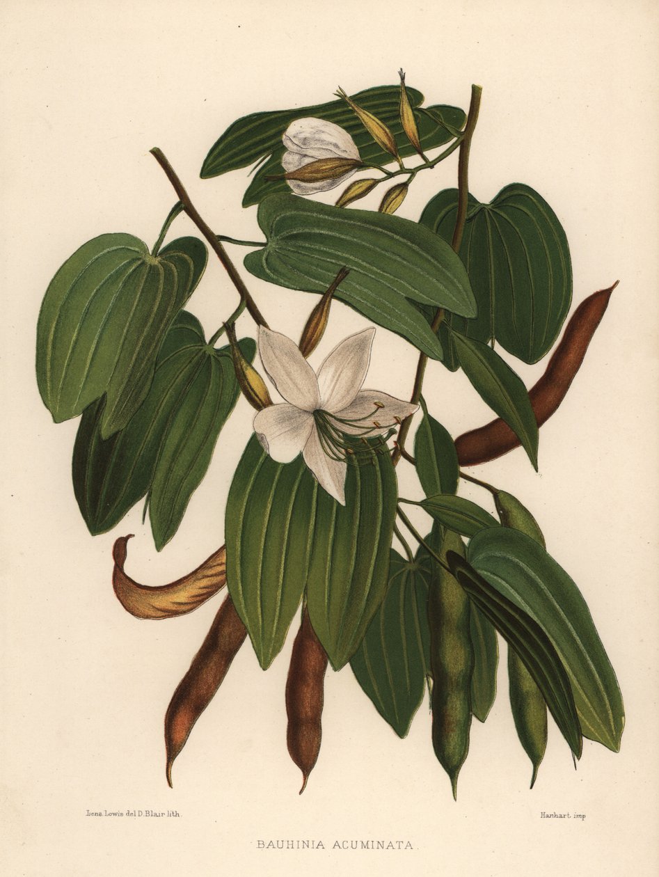 Arbre orchidée blanc, Bauhinia acuminata - Unknown