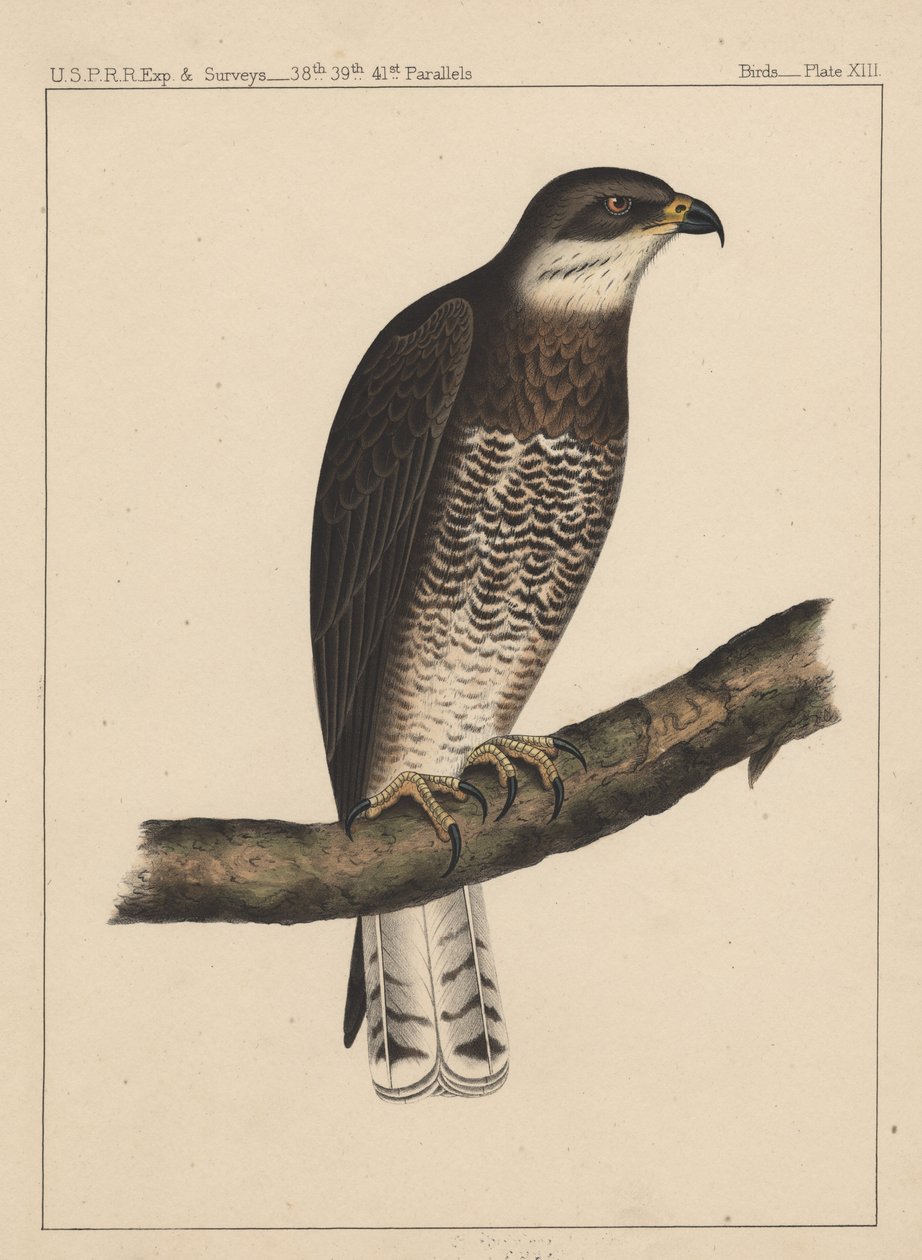 Oiseaux, Planche XIII, 1855 - American School