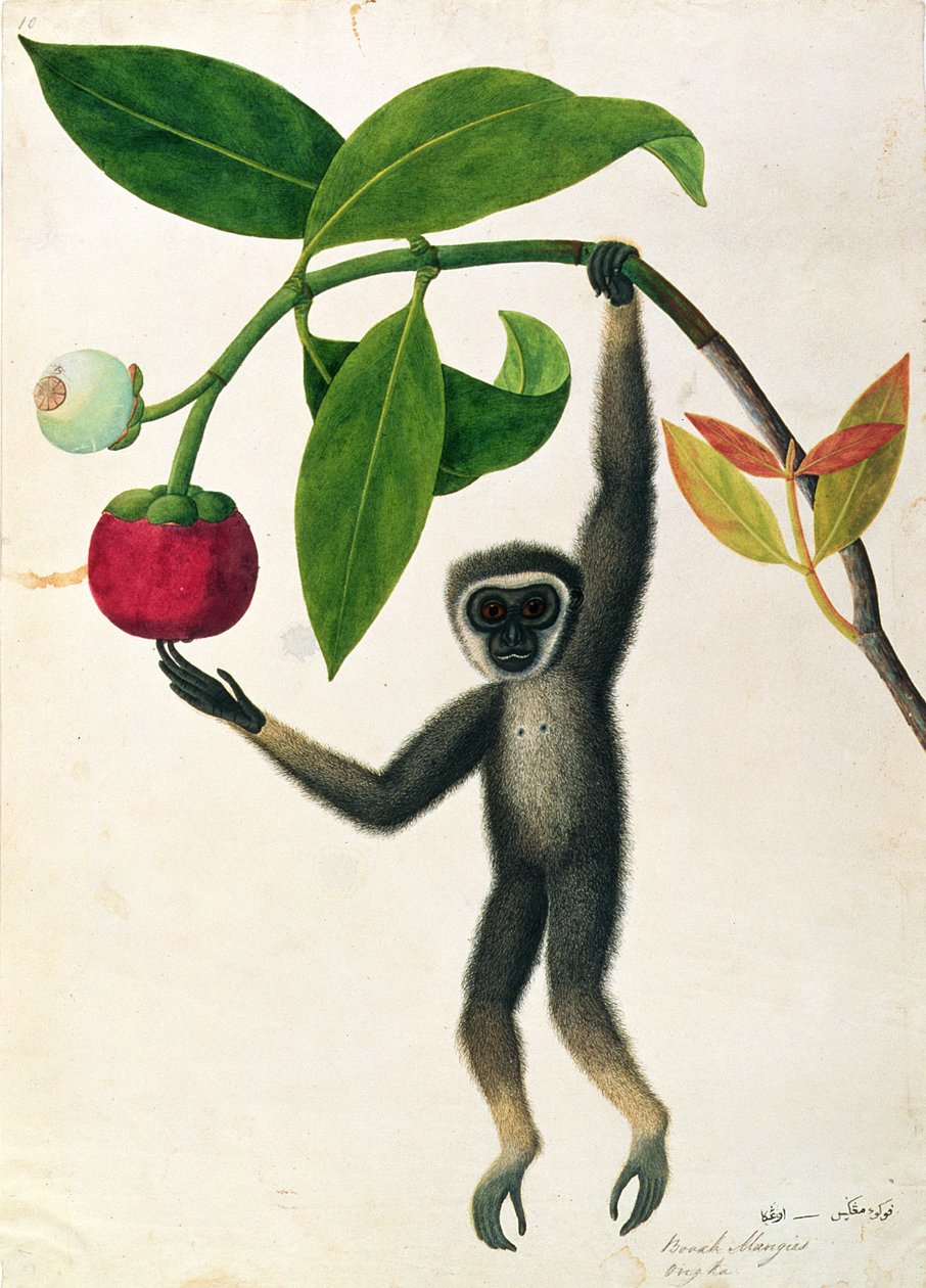 Gibbon agile ou gibbon à mains noires, tiré de Dessins d