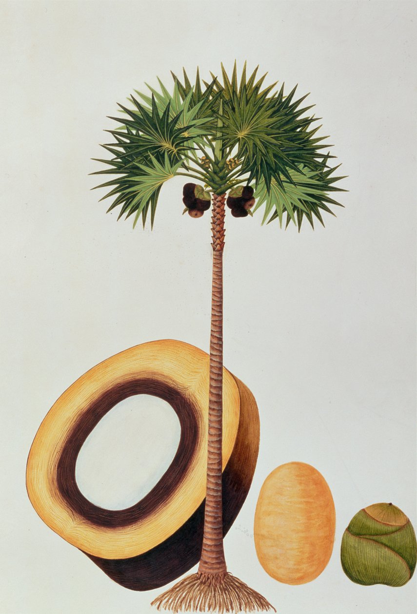 Booah Lontar ou Palmyra Borassus, de Dessins de Plantes de Malacca, c.1805-18 - Chinese School