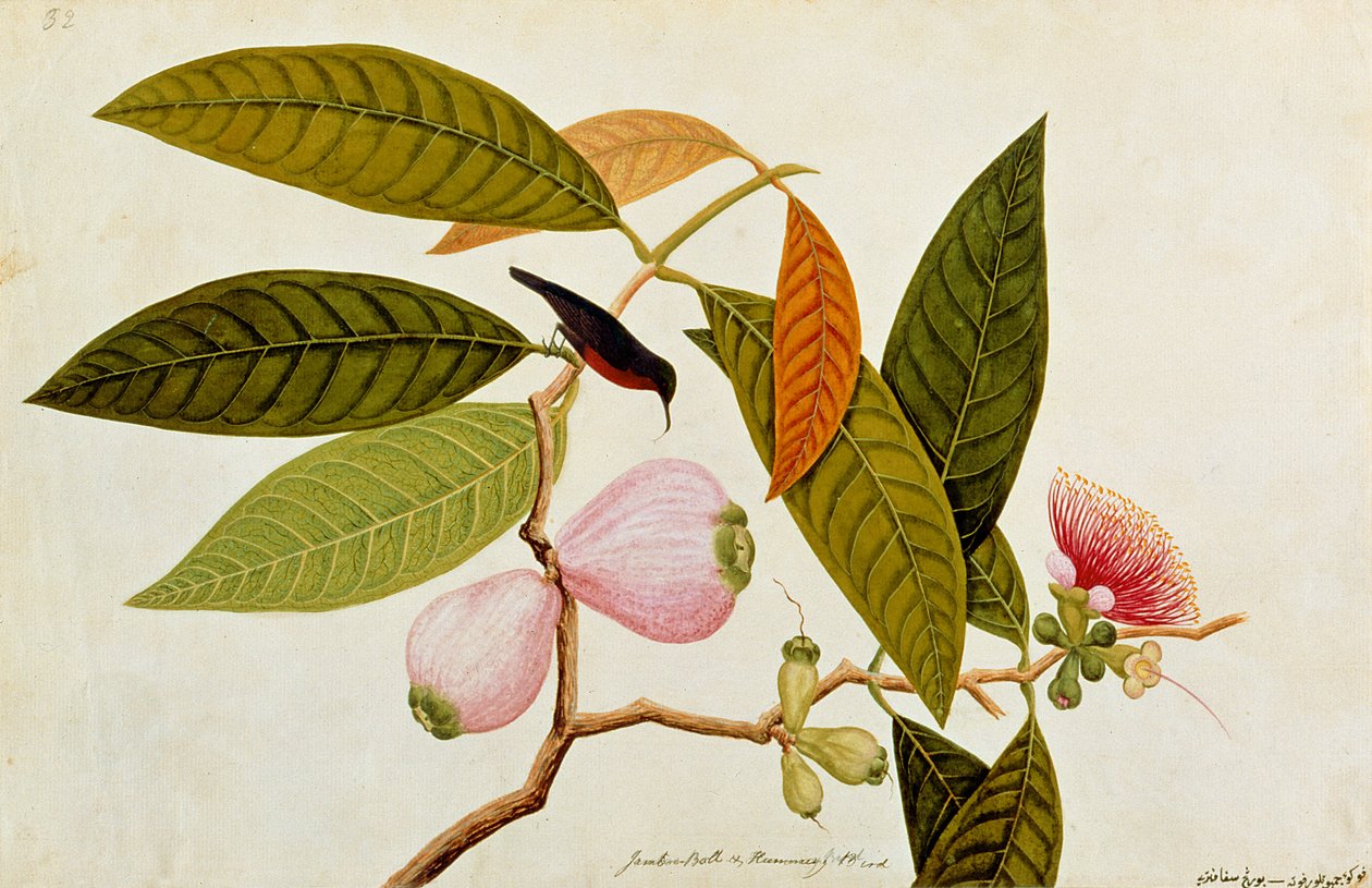 Jamboo, Boll et Colibri, d