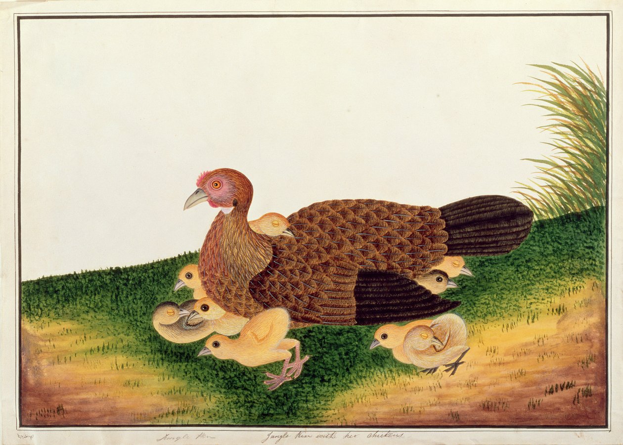 Poule de jungle avec ses poussins, des dessins d