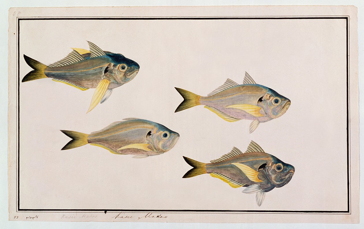 Kasee Madoo, de dessins de poissons de Malacca, c.1805-18 - Chinese School