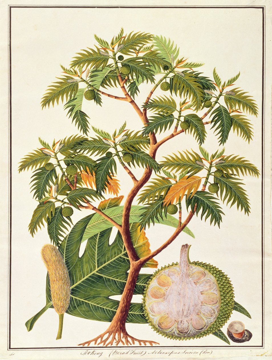 Sookong (Fruit à pain) et Artocarpus Incisa (Lin), de Dessins de Plantes de Malacca, c.1805-18 - Chinese School
