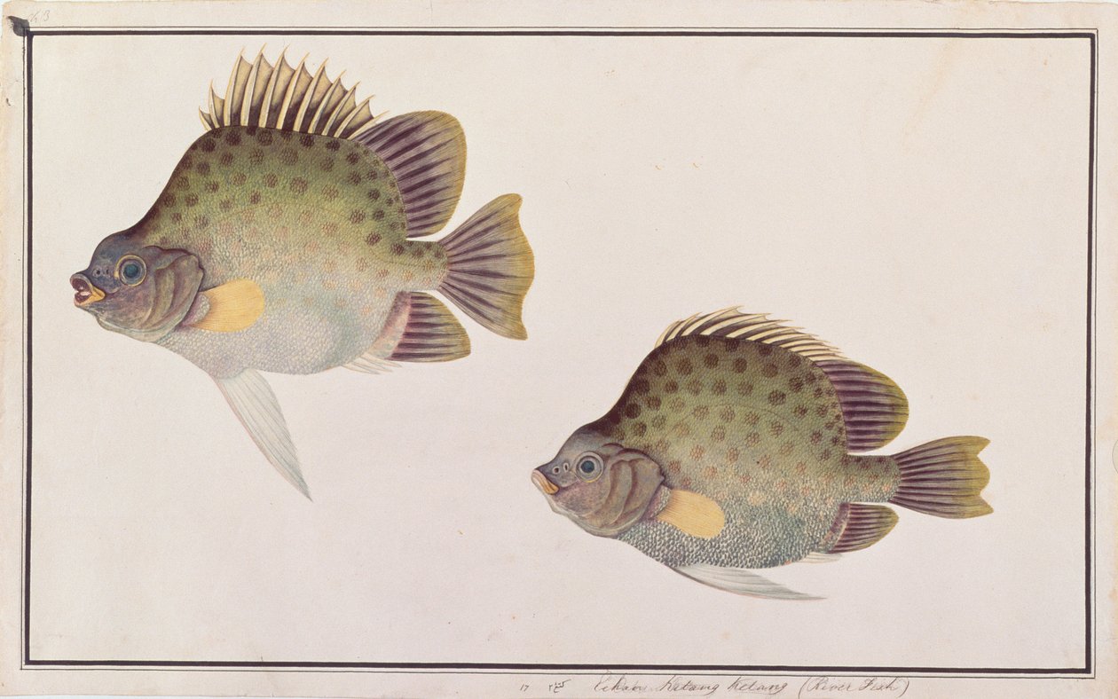 Scat tacheté, de dessins de poissons de Malacca, c.1805-18 - Chinese School