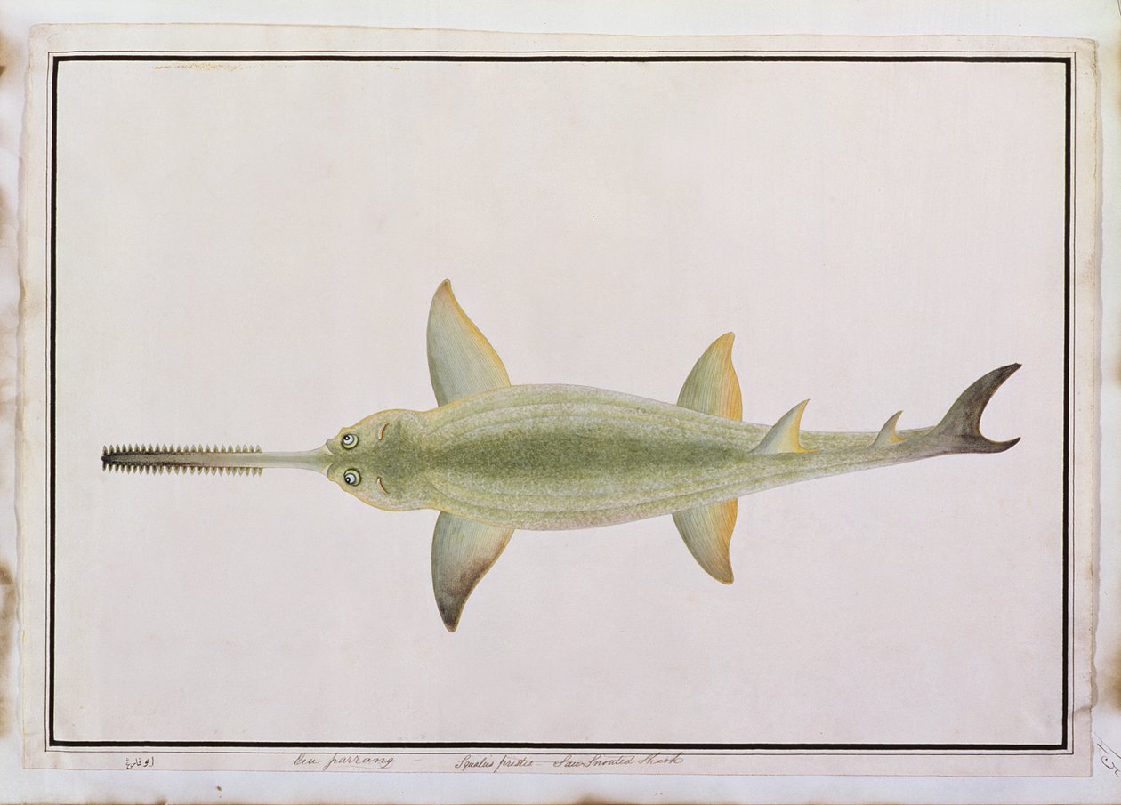 Requin à museau d