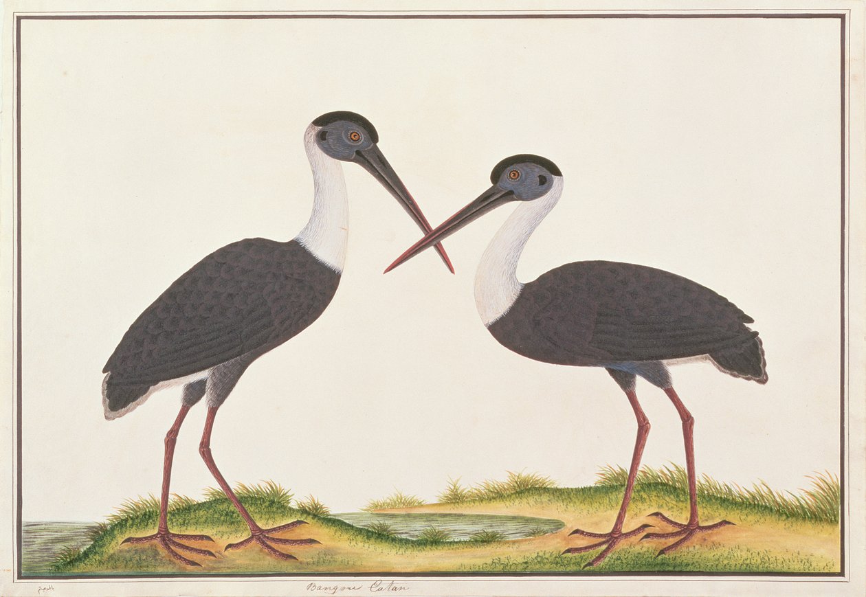 Cigogne épiscopale, des dessins d