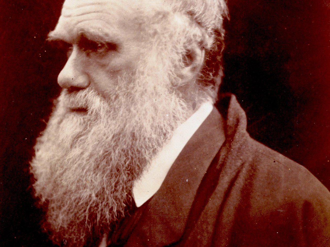 Portrait de Charles Darwin, 1859 - English Photographer