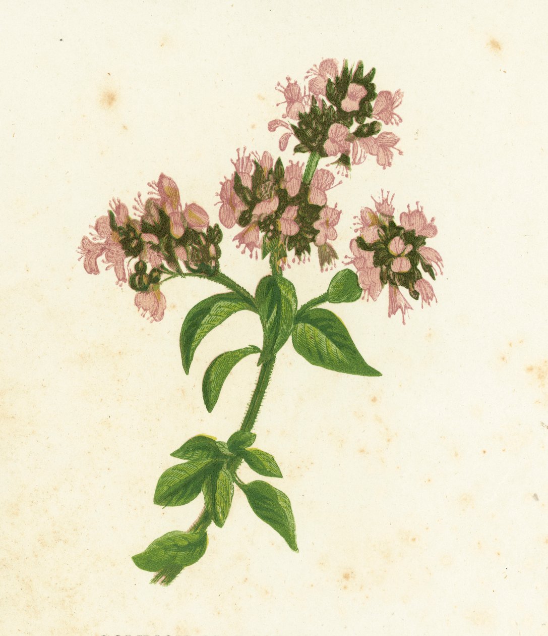 Origan commun, Origanum Vulgare - English School