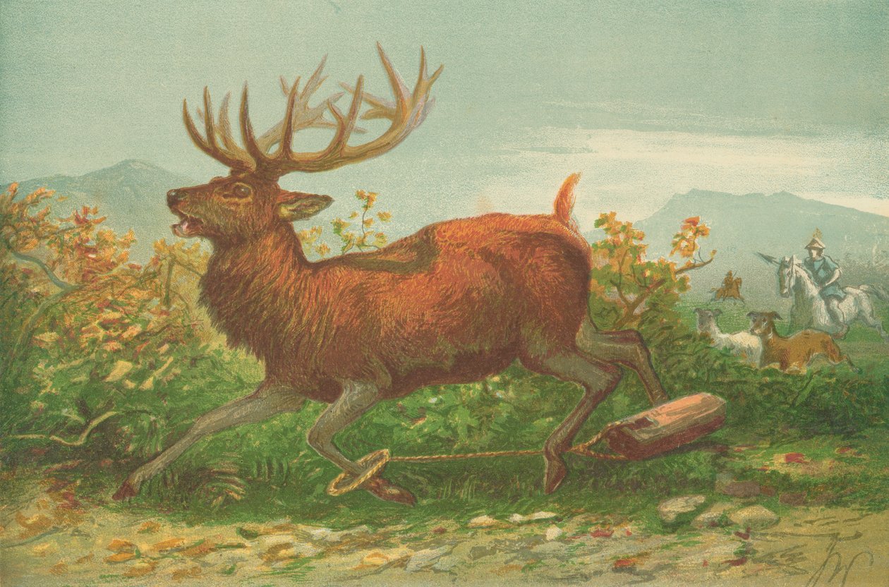 Chasse au cerf à l