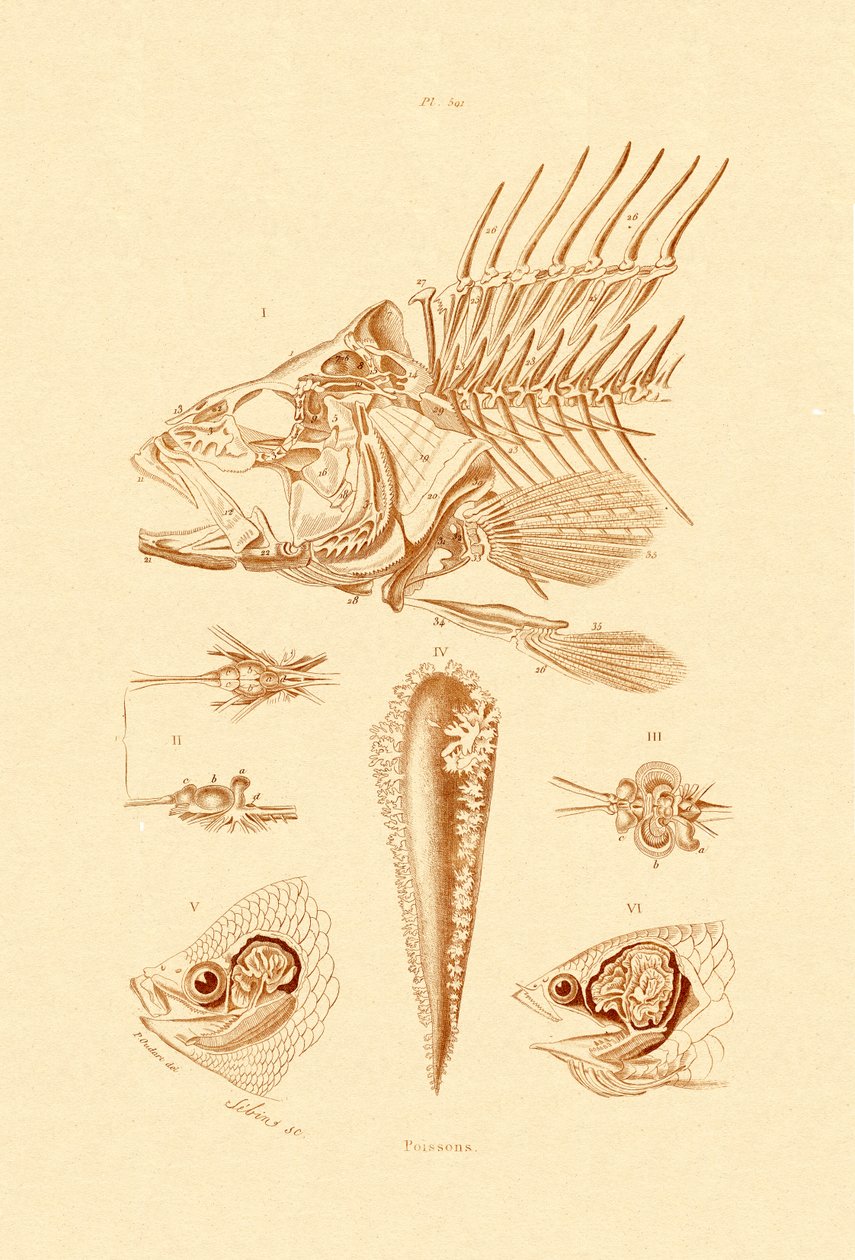 Poisson - French School
