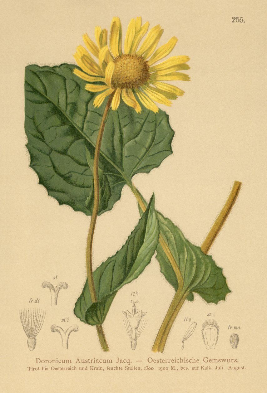 Doronic autrichien (Doronicum austriacum) - German School
