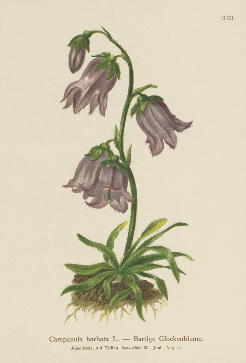 Campanule barbue - German School