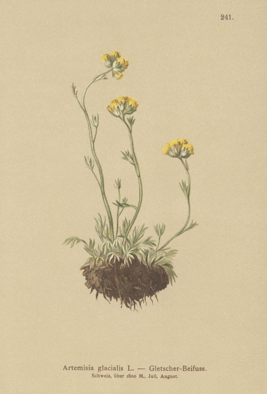 Armoise des glaciers (Artemisia glacialis) - German School