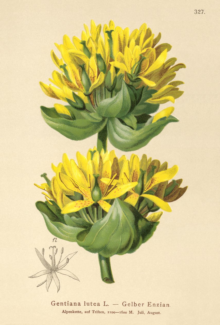 Grande gentiane jaune (Gentiana lutea) - German School
