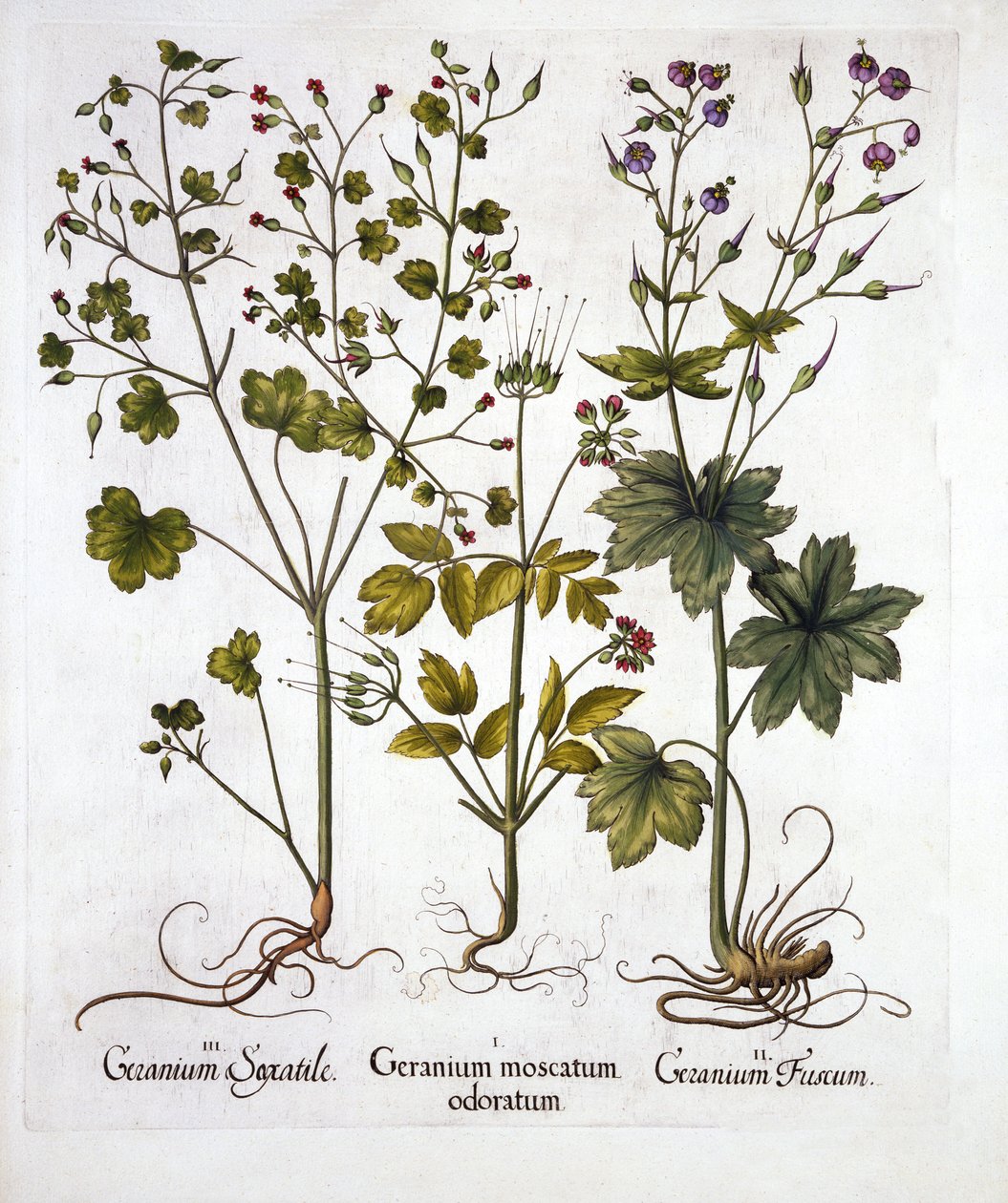 Hardy Geraniums, de Hortus Eystettensis, par Basil Besler, pub. 1613 - German School