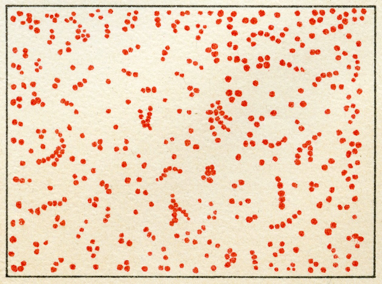 Échantillon de bactéries Micrococcus - German School