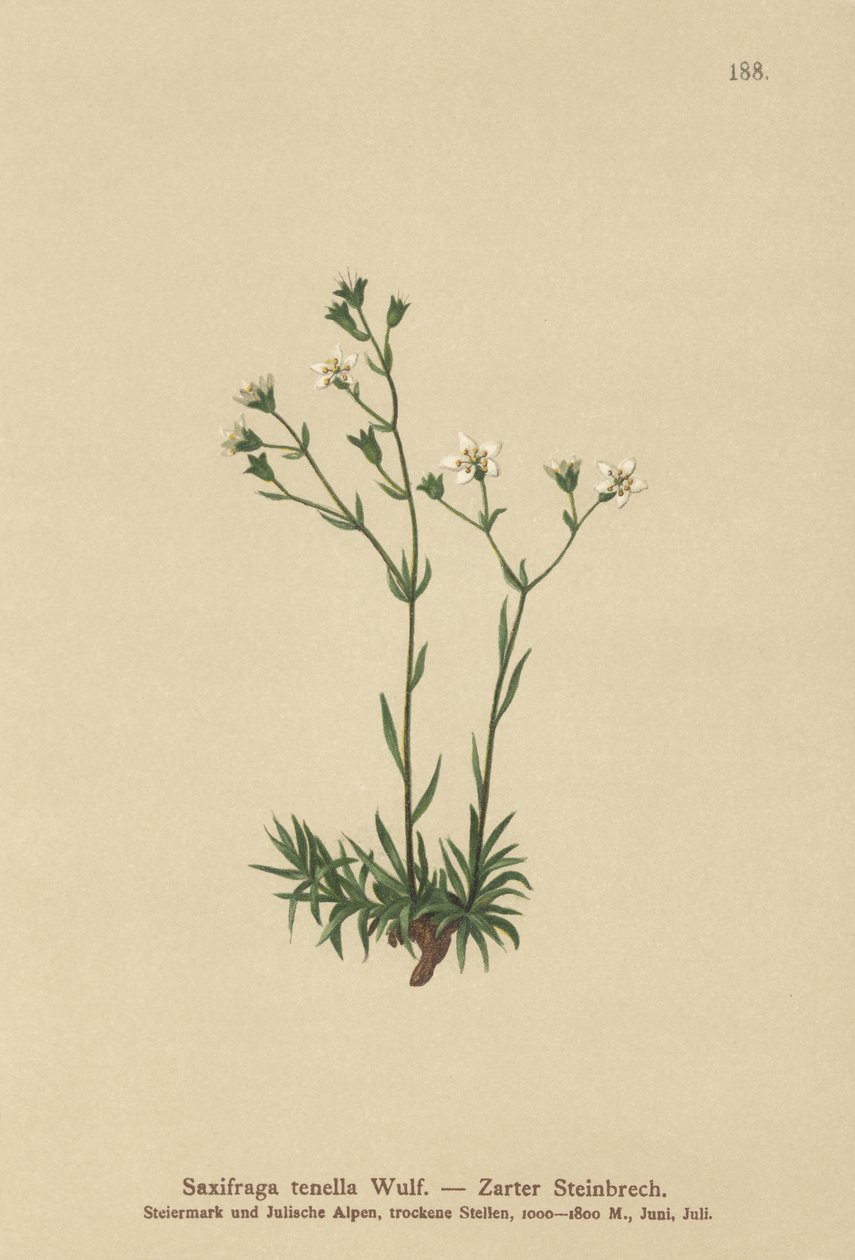 Saxifrage délicate (Saxifraga tenella) - German School