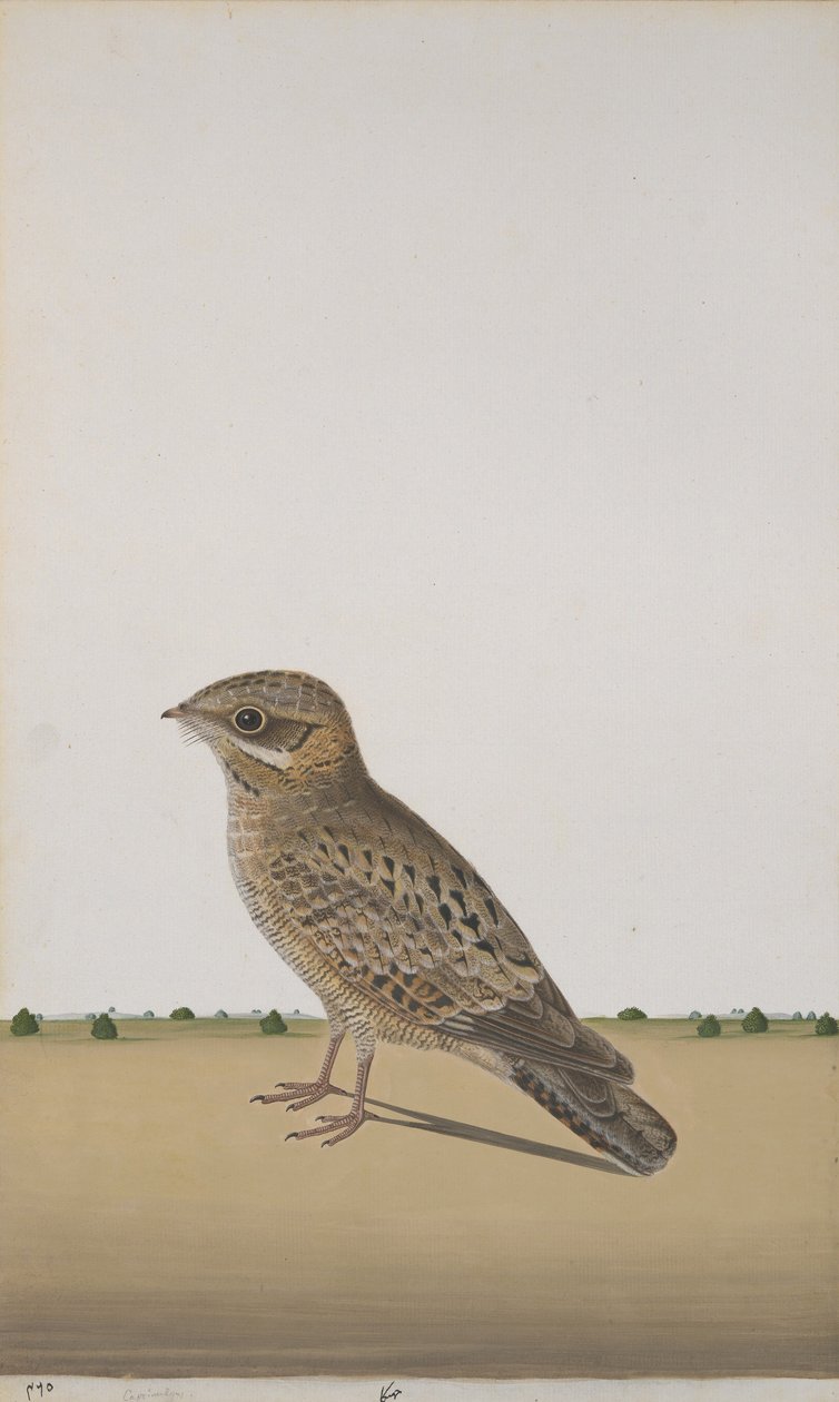 Un Engoulevent indien commun, c.1780 - Indian School