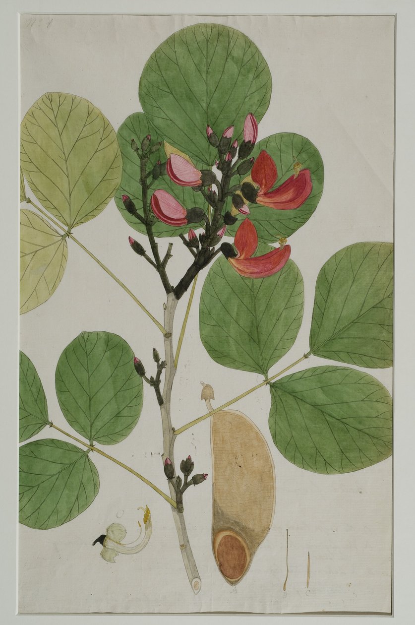 Butea monosperma (Lam.), aussi appelé Flamme de la forêt, 1787 - Indian School