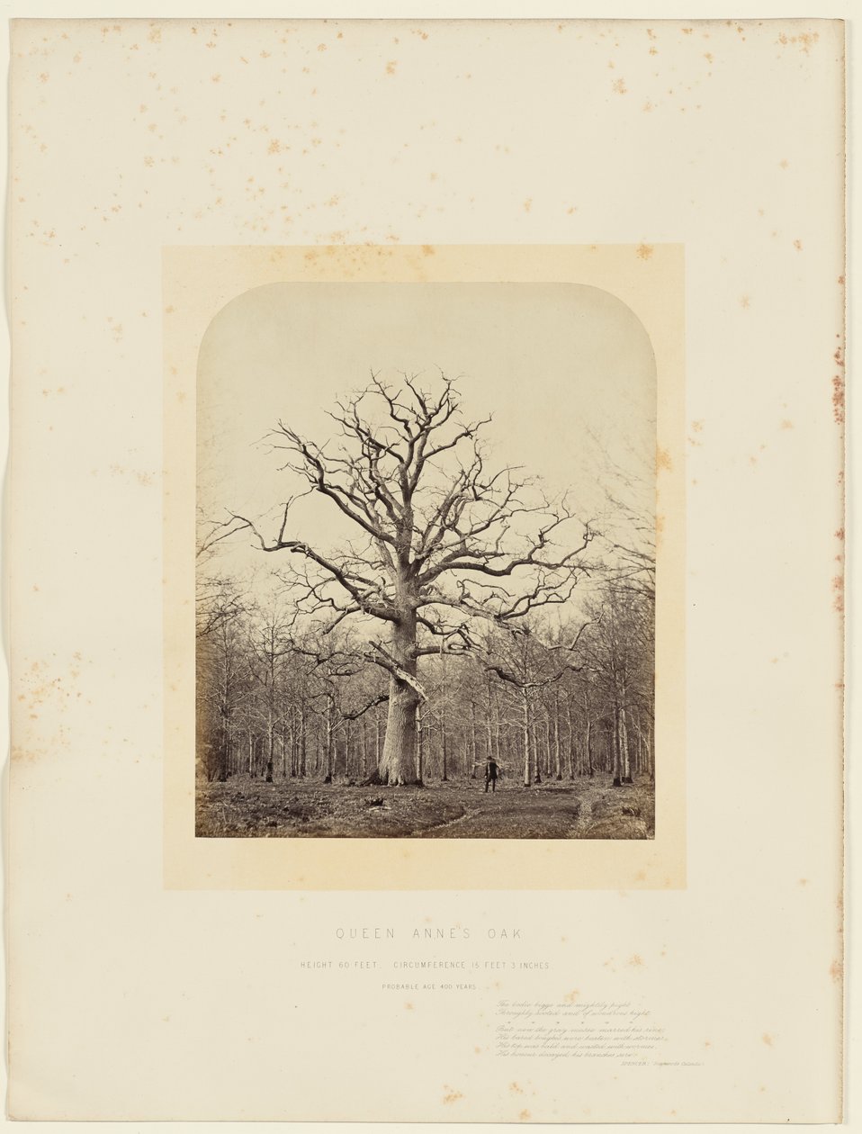Chêne de la Reine Anne - 14th Earl of Caithness James Sinclair