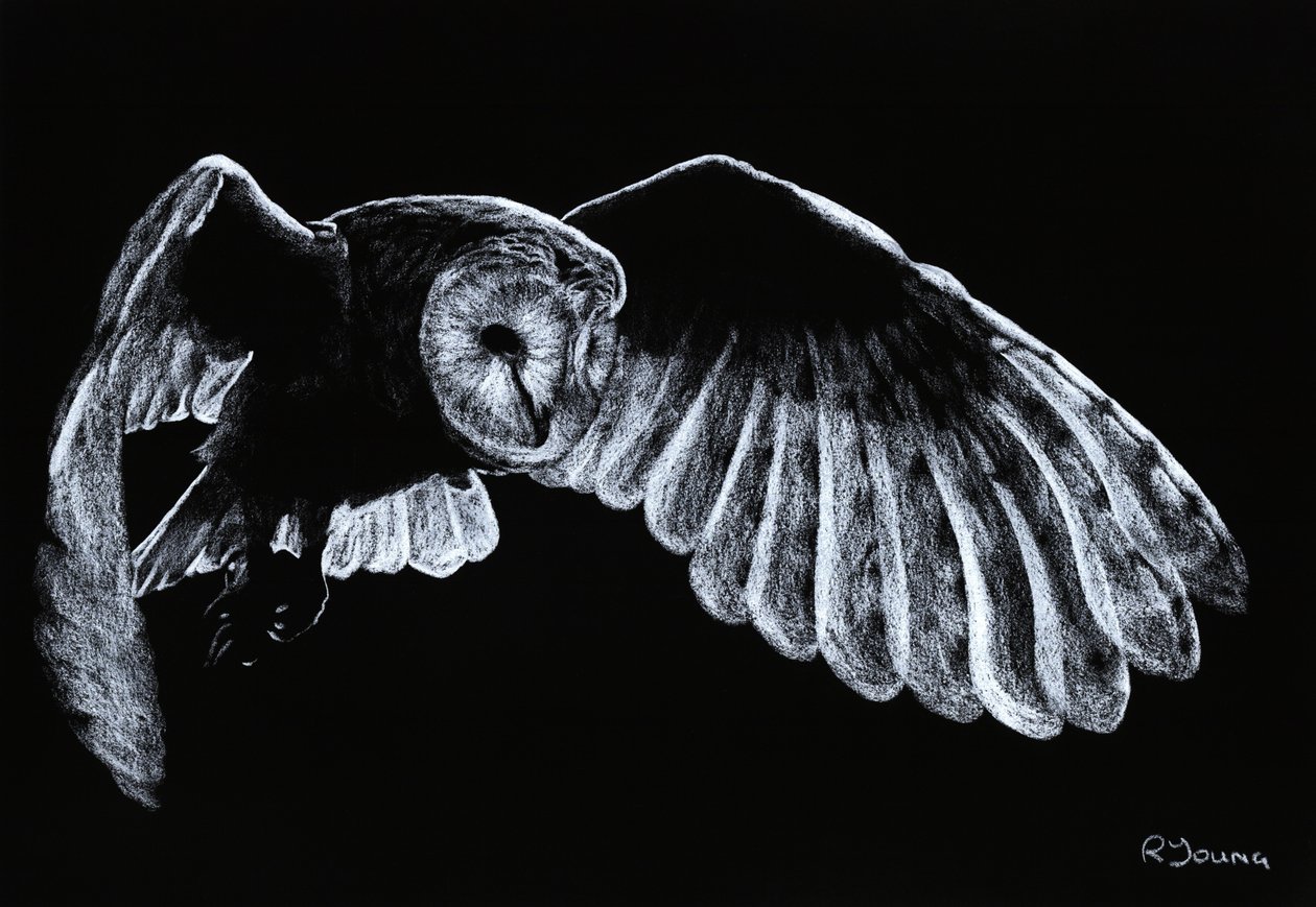 Chouette effraie - Richard Young