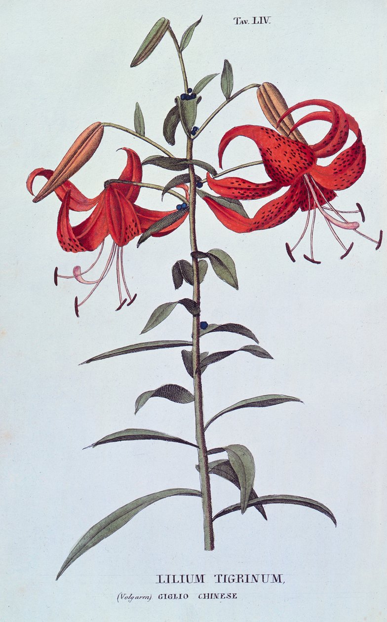 Lilium tigrinum (Lys tigré) de L