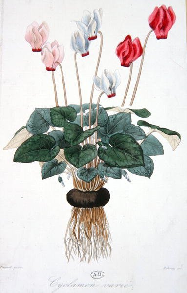 Cyclamen, gravé par Debray - A. (after) Faguet