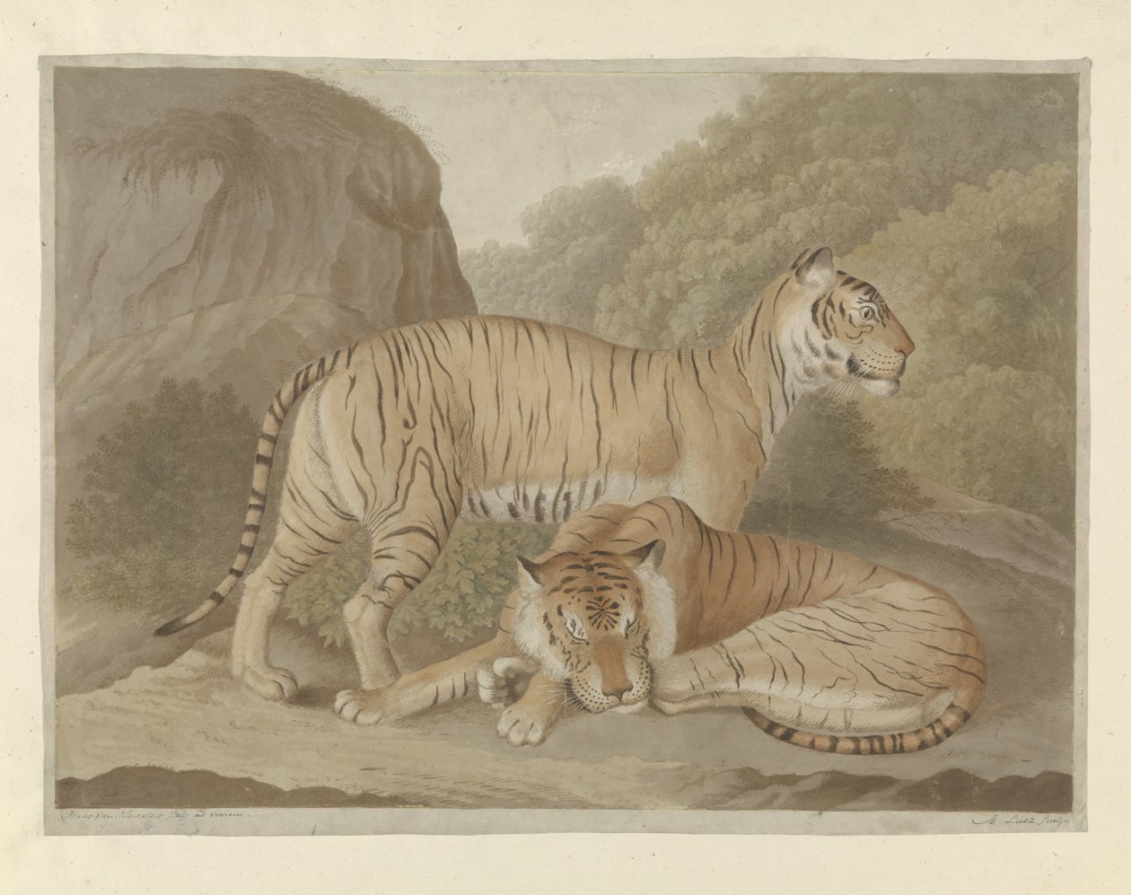 Deux tigres dans un paysage - A. Lutz