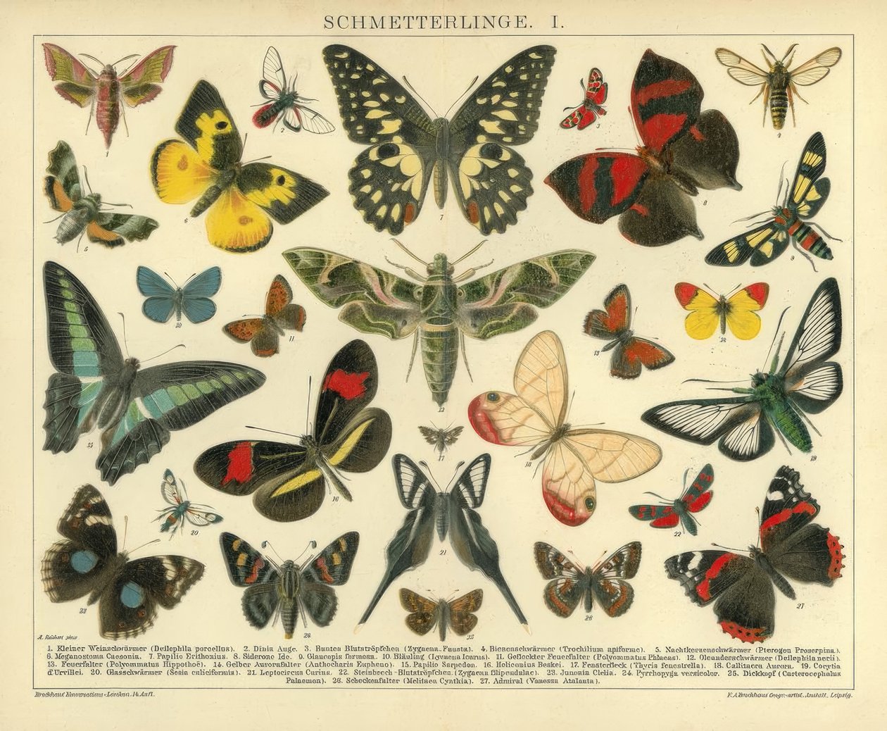 Papillons. I. - A. Reichert