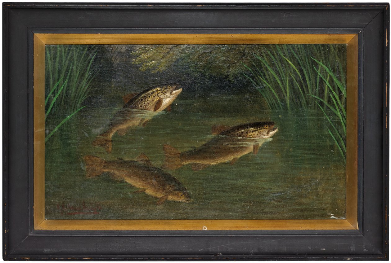 Truite dans une rivière - A. Roland Knight