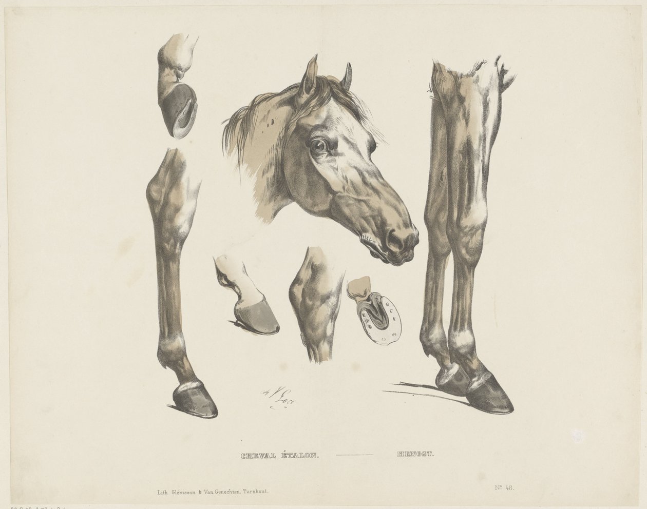 Cheval étalon - A. van Loco