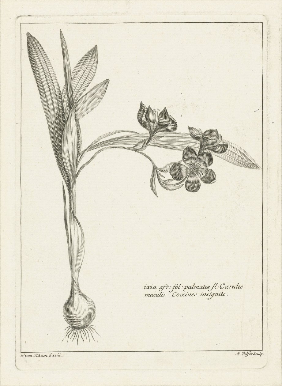 Ixia - Abraham Delfos