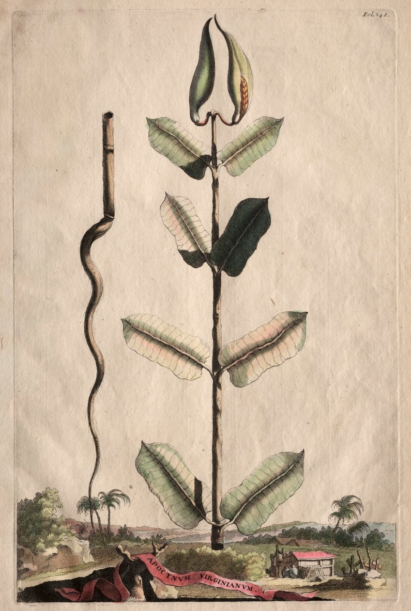 Phytographia Curiosa: Apocynum Virginianum - Abraham Munting